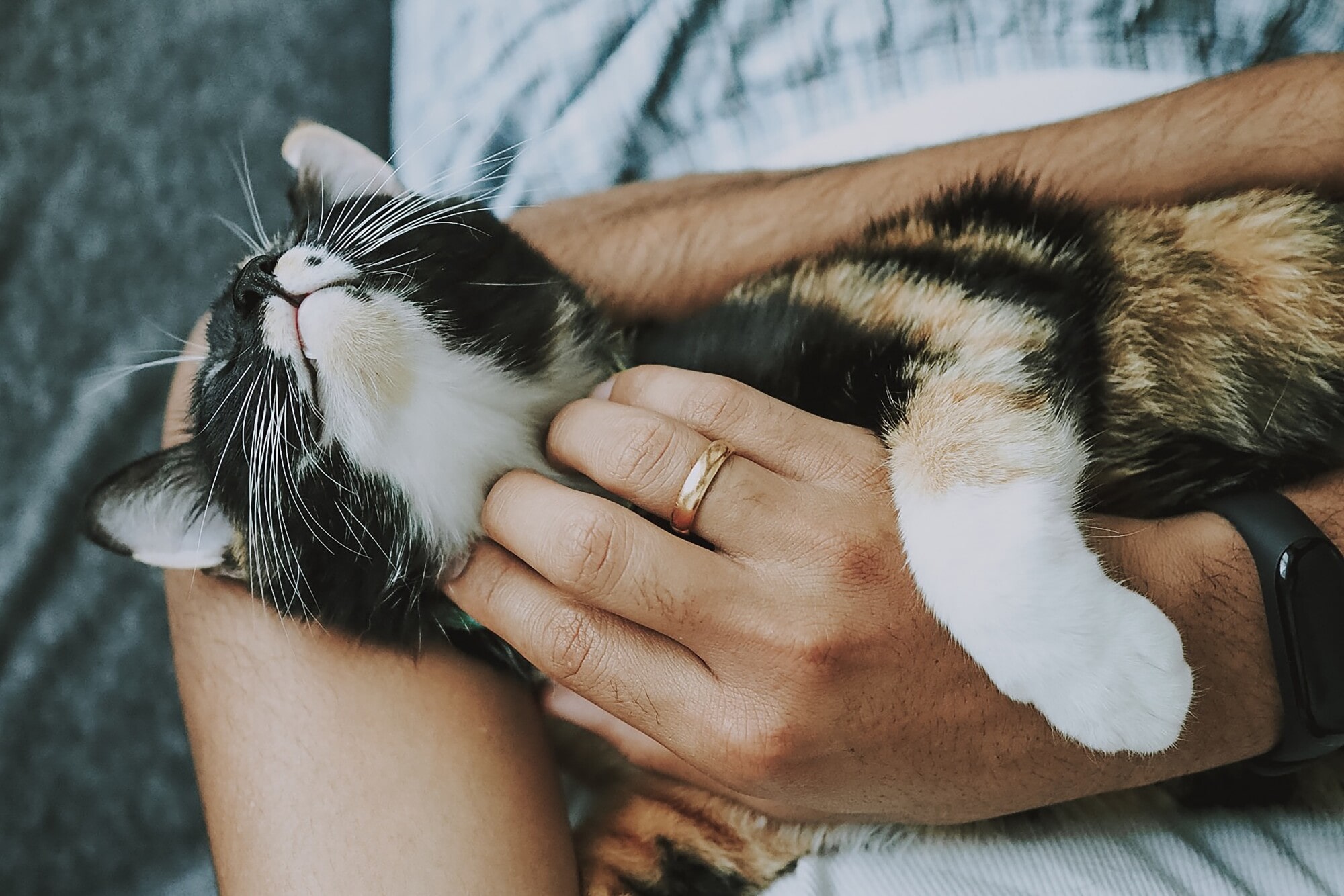 Pet Friendly Apartments: The Pros and Cons for Landlords
