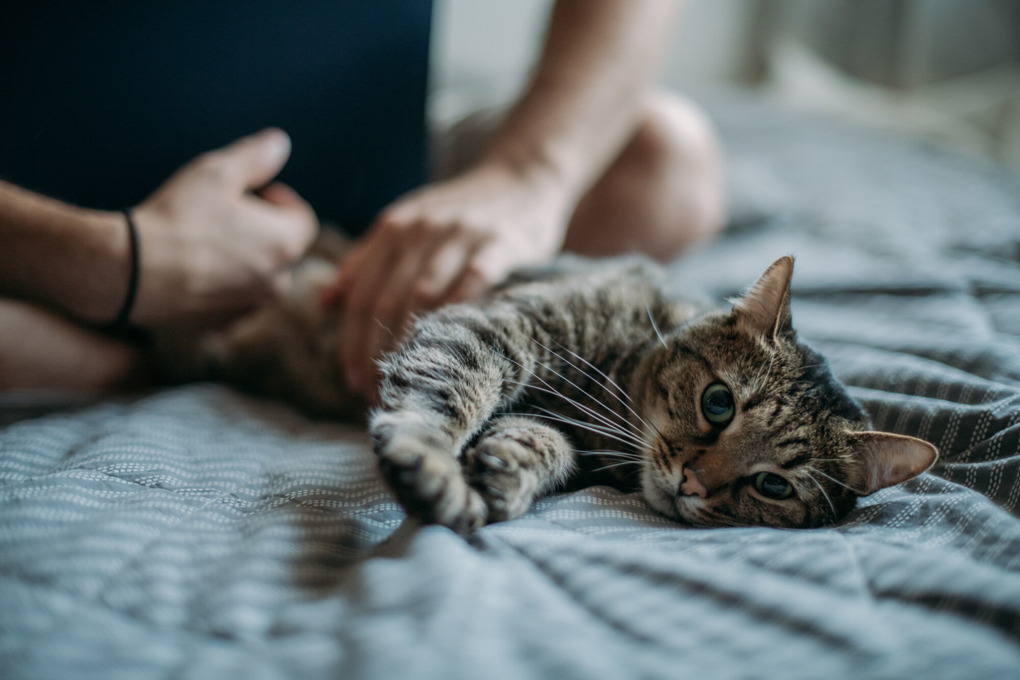 Should You Open Your Lease to Include Support Animals?